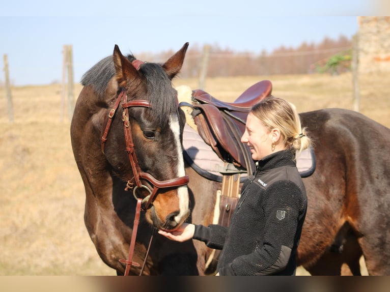 Oldenburger Mix Wallach 4 Jahre 165 cm Dunkelbrauner in Drosendorf