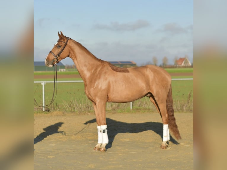 Oldenburger Wallach 4 Jahre 165 cm Fuchs in Geilenkirchen