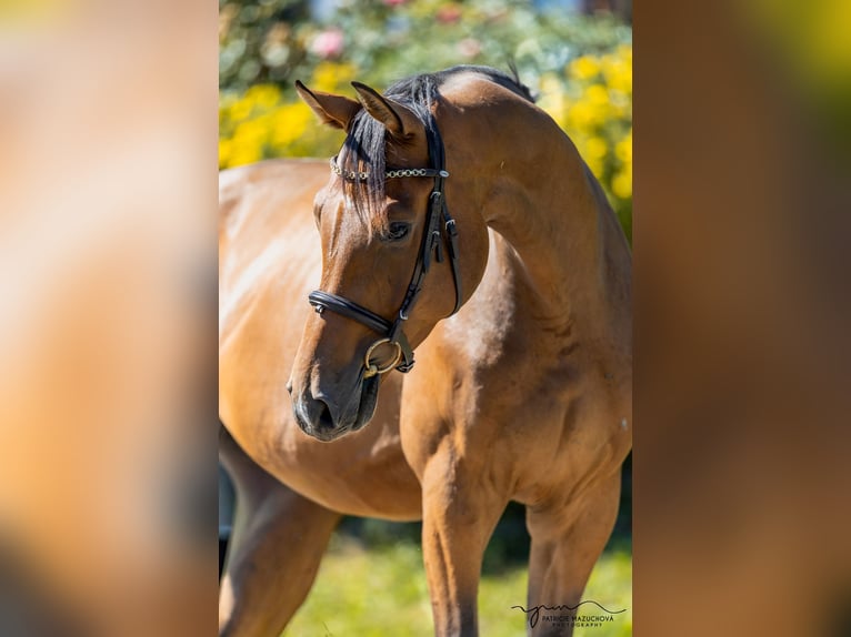 Oldenburger Wallach 4 Jahre 165 cm Hellbrauner in Pelmberg