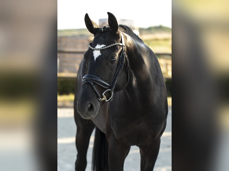 Oldenburger Wallach 4 Jahre 165 cm Rappe in Hungen