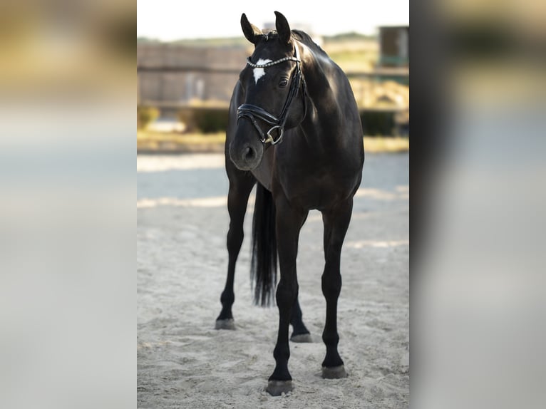 Oldenburger Wallach 4 Jahre 165 cm Rappe in Hungen