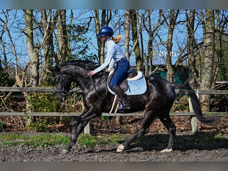 Oldenburger Wallach 4 Jahre 165 cm Rappe in Renesse