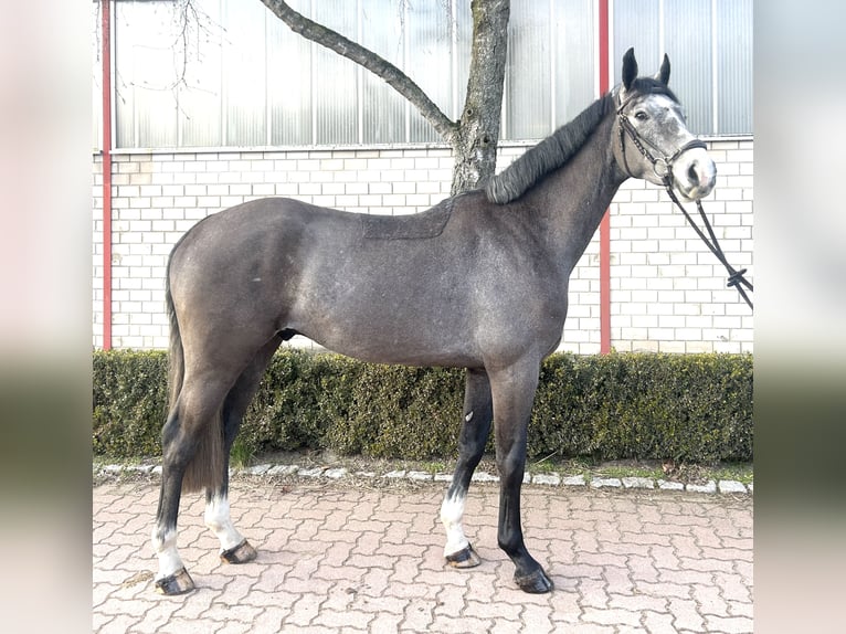 Oldenburger Wallach 4 Jahre 165 cm Schimmel in Wedemark