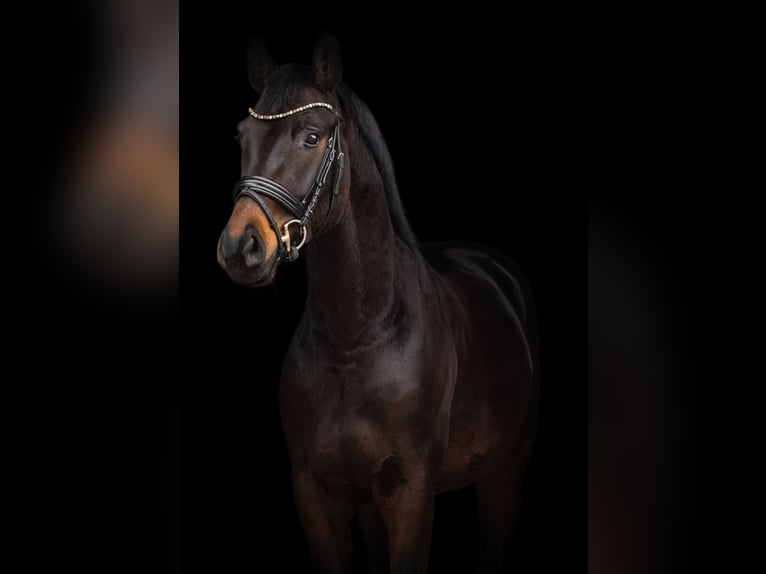 Oldenburger Wallach 4 Jahre 165 cm Schwarzbrauner in Lauenburg