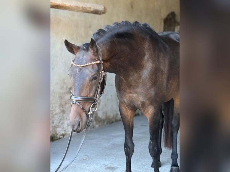 Oldenburger Wallach 4 Jahre 165 cm Schwarzbrauner in Wittmund