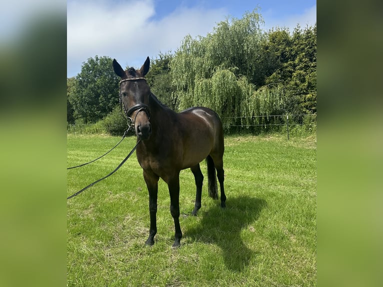 Oldenburger Wallach 4 Jahre 165 cm Schwarzbrauner in Wittmund