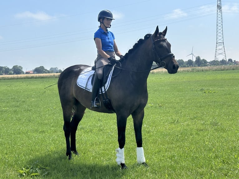 Oldenburger Wallach 4 Jahre 165 cm Schwarzbrauner in Wittmund