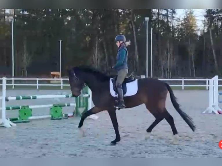 Oldenburger Wallach 4 Jahre 166 cm Brauner in Ladelund