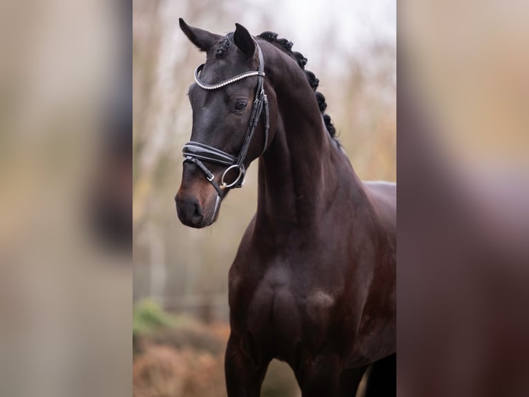 Oldenburger Wallach 4 Jahre 166 cm Dunkelbrauner in Weert