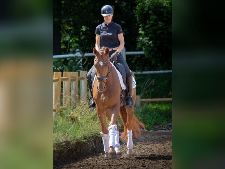 Oldenburger Wallach 4 Jahre 166 cm Dunkelfuchs in Lentföhrden