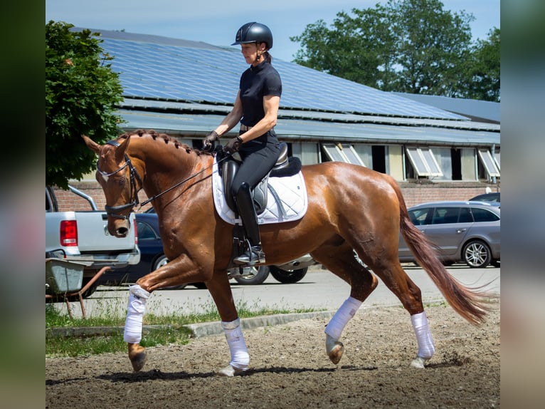 Oldenburger Wallach 4 Jahre 166 cm Dunkelfuchs in Lentföhrden