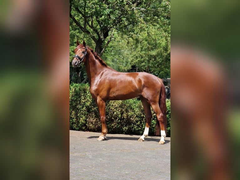 Oldenburger Wallach 4 Jahre 166 cm Dunkelfuchs in Warendorf