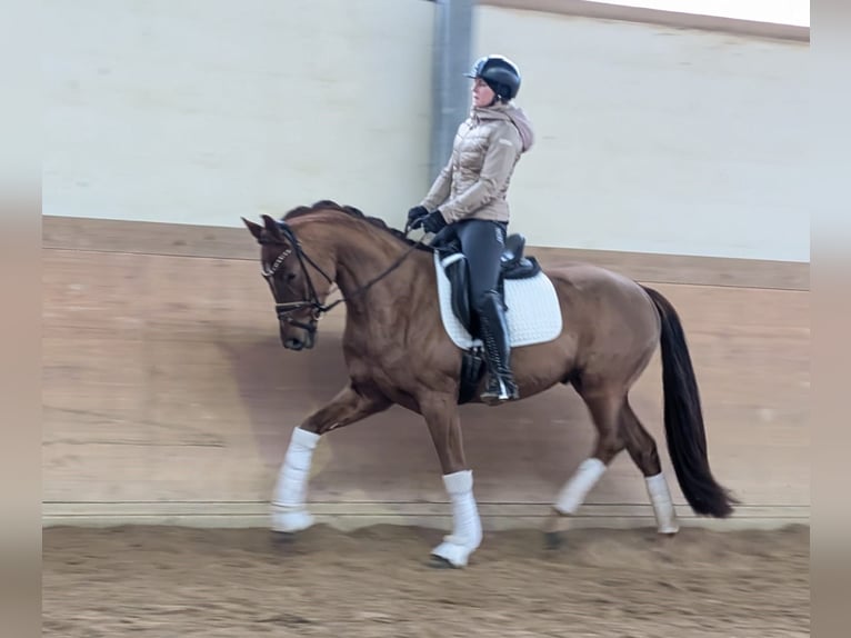 Oldenburger Wallach 4 Jahre 166 cm Fuchs in Plech