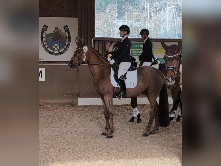 Oldenburger Wallach 4 Jahre 166 cm Fuchs in Plech