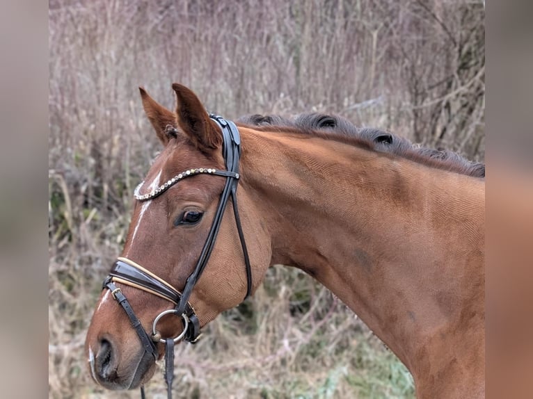 Oldenburger Wallach 4 Jahre 166 cm Fuchs in Plech