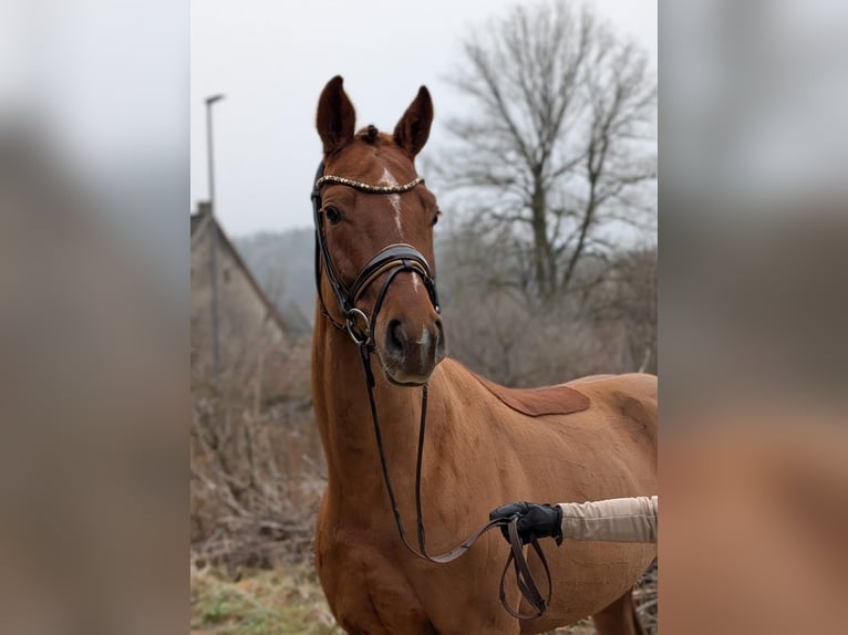 Oldenburger Wallach 4 Jahre 166 cm Fuchs in Plech