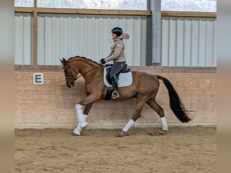 Oldenburger Wallach 4 Jahre 166 cm Fuchs in Plech