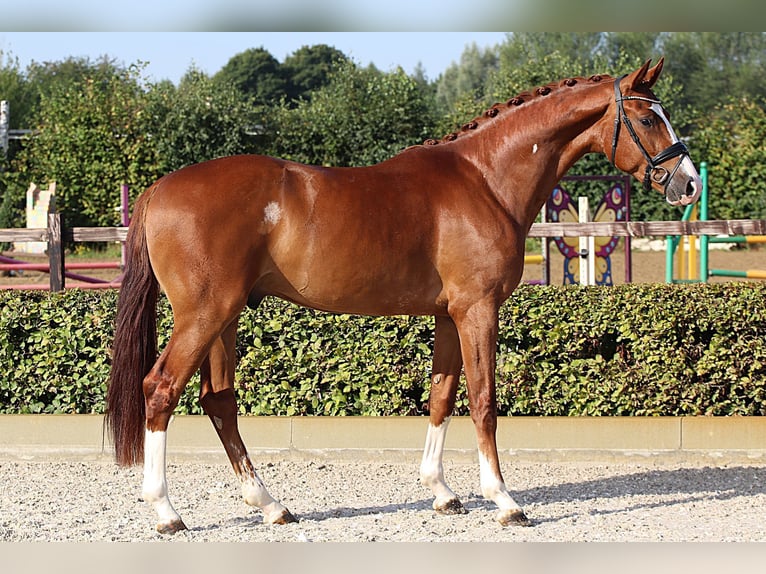 Oldenburger Wallach 4 Jahre 166 cm Fuchs in Willich