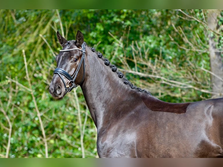 Oldenburger Wallach 4 Jahre 166 cm Schwarzbrauner in Vechta