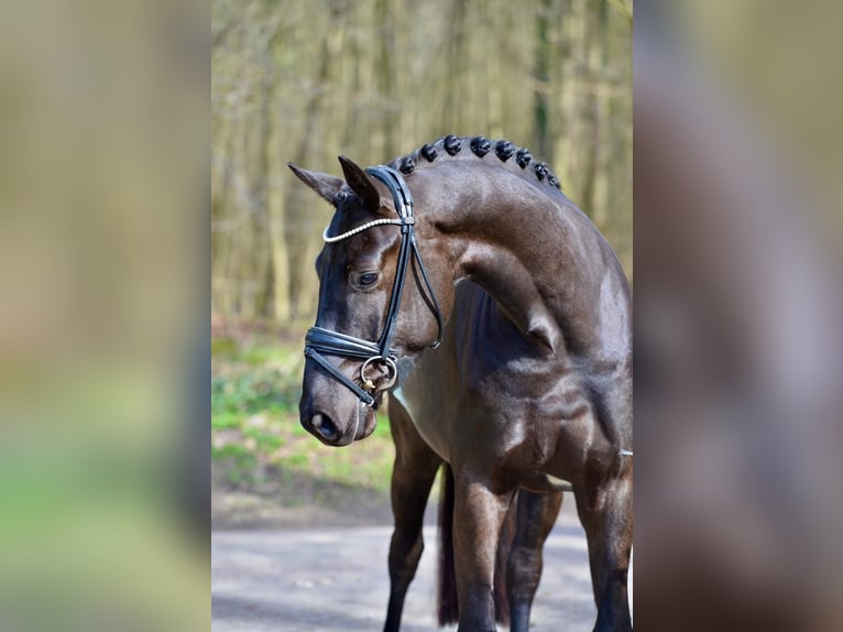 Oldenburger Wallach 4 Jahre 166 cm Schwarzbrauner in Vechta