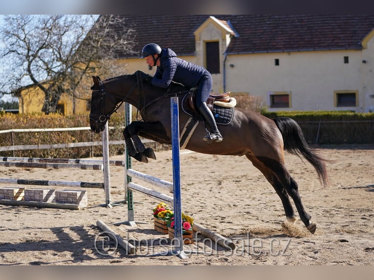 Oldenburger Wallach 4 Jahre 166 cm Schwarzbrauner in Region Prag