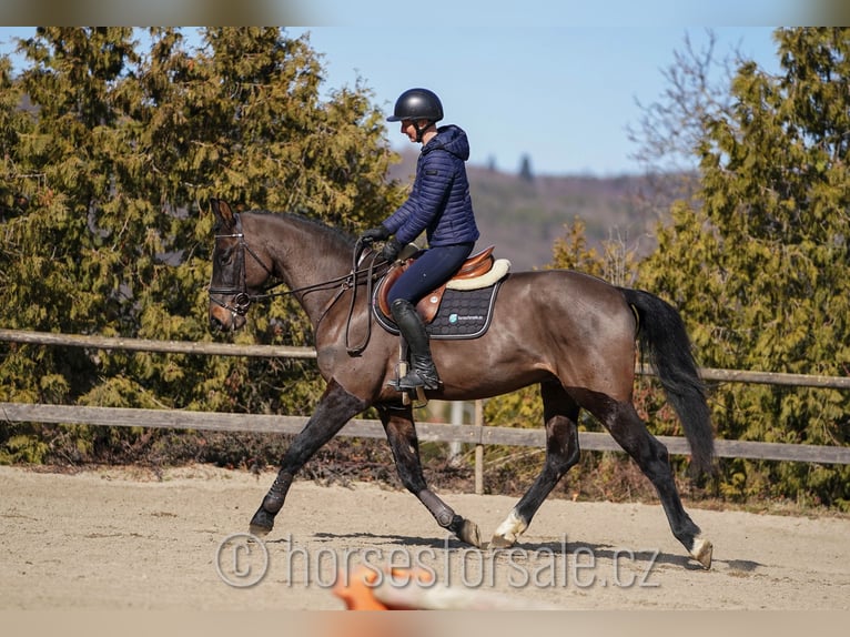 Oldenburger Wallach 4 Jahre 166 cm Schwarzbrauner in Region Prag