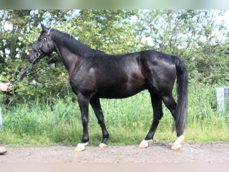 Oldenburger Wallach 4 Jahre 166 cm Schwarzbrauner in Worms