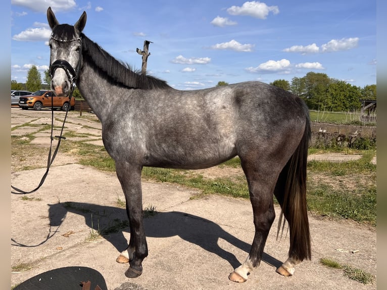 Oldenburger Wallach 4 Jahre 167 cm Apfelschimmel in L&#xF6;wenberger Land