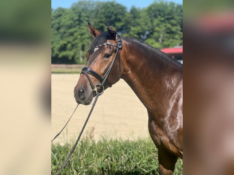 Oldenburger Wallach 4 Jahre 167 cm Brauner in Lienen