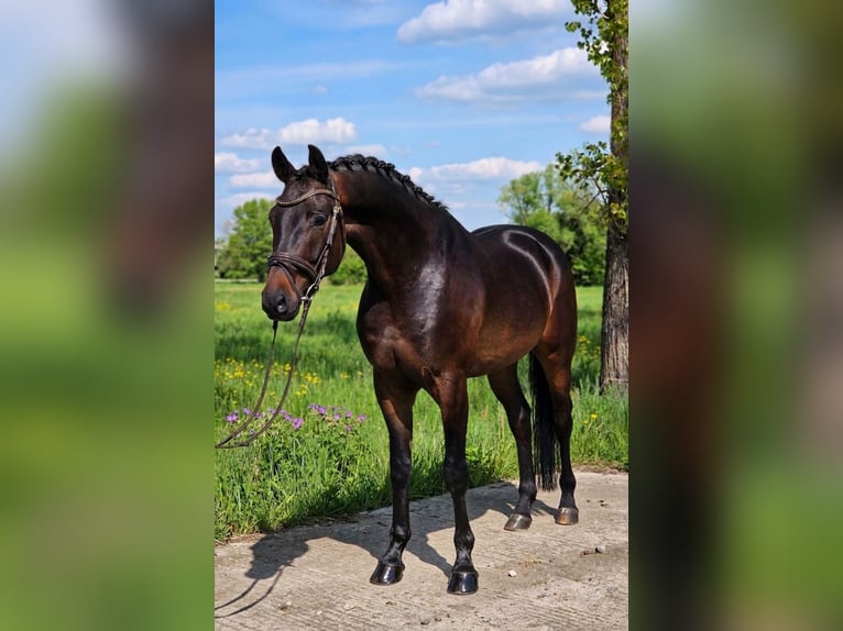 Oldenburger Wallach 4 Jahre 167 cm Brauner in Békésszentandrás