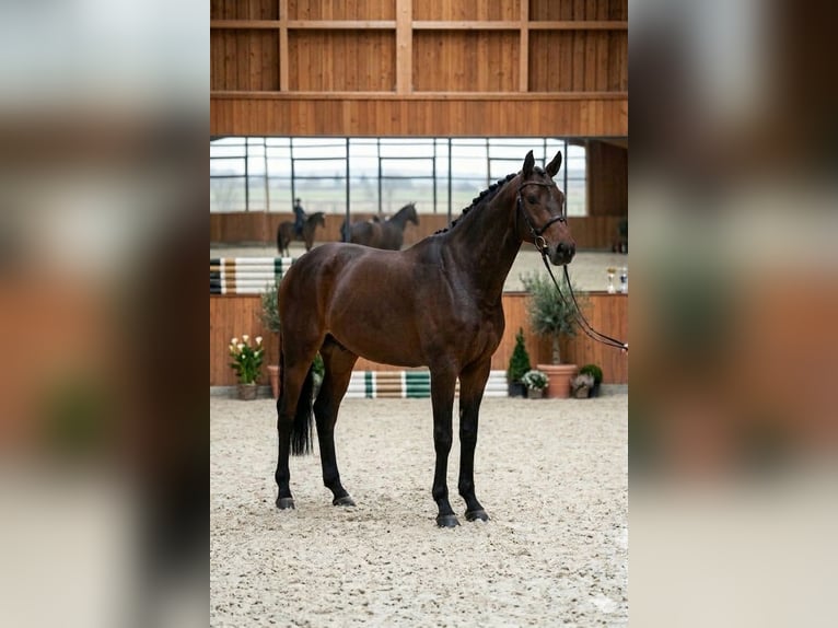 Oldenburger Wallach 4 Jahre 167 cm Brauner in Békésszentandrás