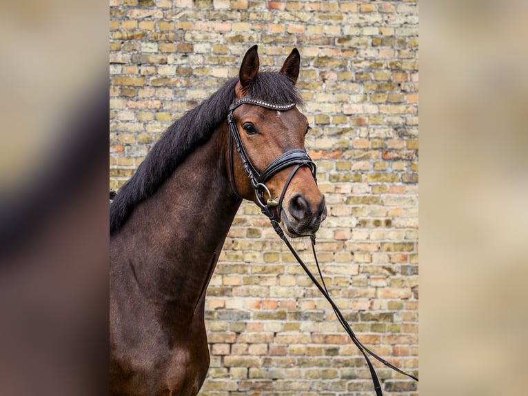 Oldenburger Wallach 4 Jahre 167 cm Dunkelbrauner in Emsdetten
