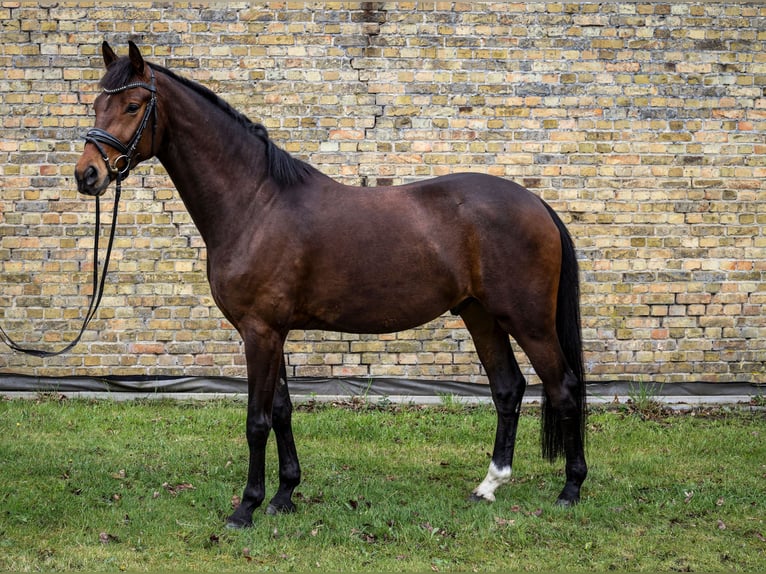 Oldenburger Wallach 4 Jahre 167 cm Dunkelbrauner in Emsdetten