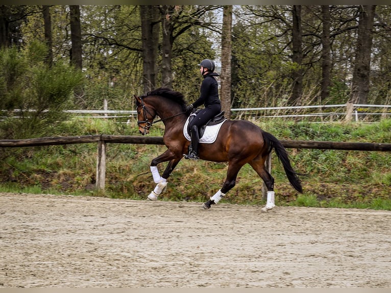 Oldenburger Wallach 4 Jahre 167 cm Dunkelbrauner in Emsdetten