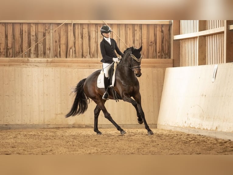 Oldenburger Wallach 4 Jahre 167 cm Dunkelbrauner in Lehrberg