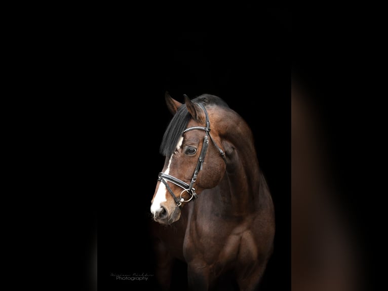 Oldenburger Wallach 4 Jahre 167 cm Dunkelbrauner in Walchum