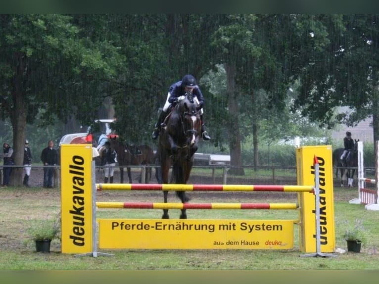 Oldenburger Wallach 4 Jahre 167 cm Dunkelbrauner in Walchum