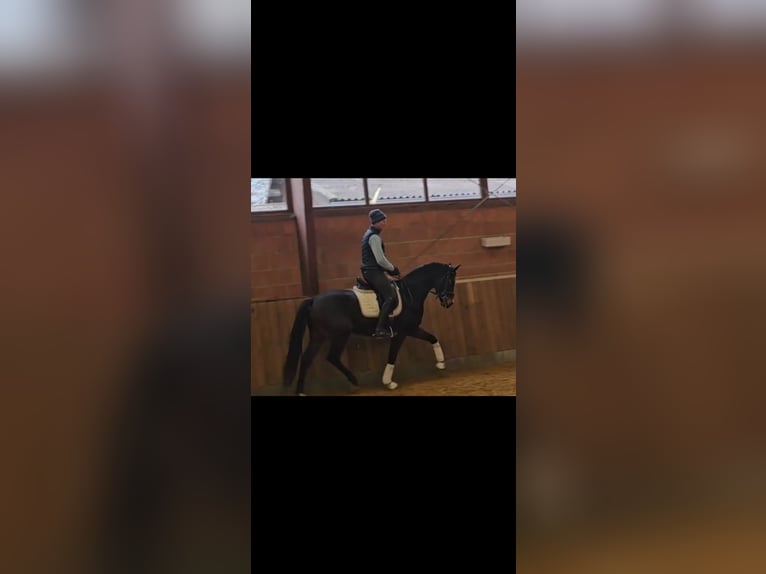 Oldenburger Wallach 4 Jahre 167 cm Dunkelbrauner in Struth