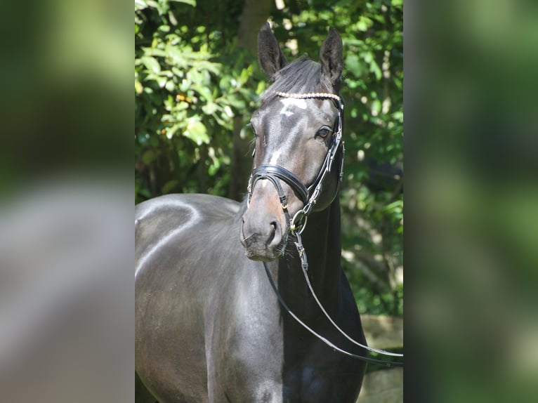 Oldenburger Wallach 4 Jahre 167 cm Dunkelbrauner in Bakum