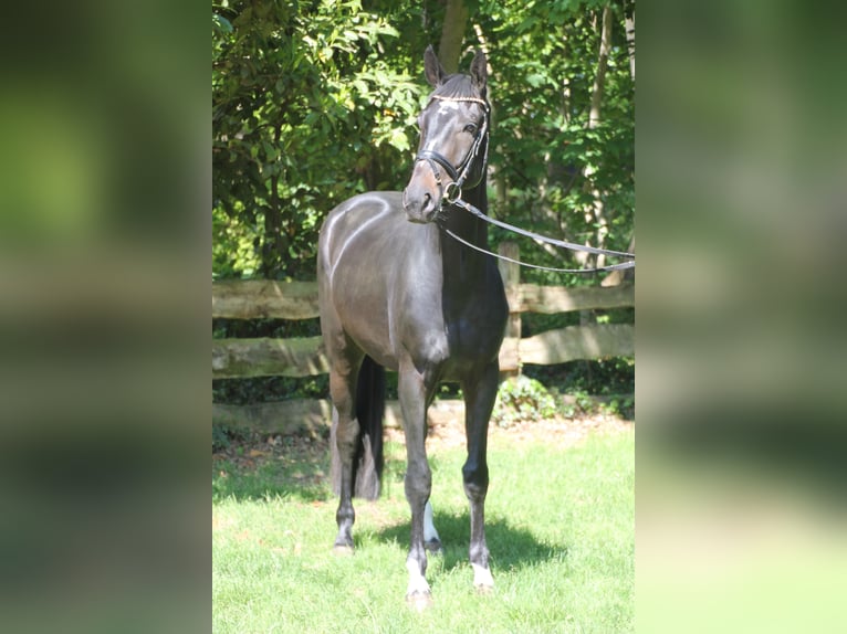 Oldenburger Wallach 4 Jahre 167 cm Dunkelbrauner in Bakum