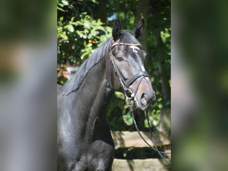Oldenburger Wallach 4 Jahre 167 cm Dunkelbrauner in Bakum