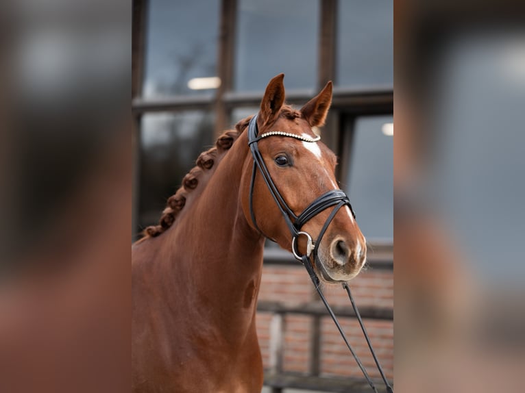 Oldenburger Wallach 4 Jahre 167 cm Fuchs in Heidesheim am Rhein