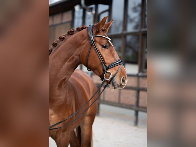 Oldenburger Wallach 4 Jahre 167 cm Fuchs in Heidesheim am Rhein