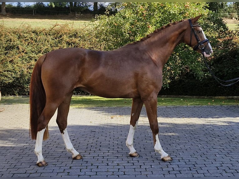 Oldenburger Wallach 4 Jahre 167 cm Fuchs in Ostercappeln