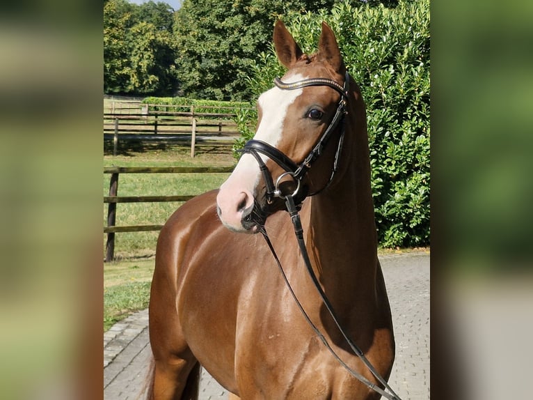 Oldenburger Wallach 4 Jahre 167 cm Fuchs in Ostercappeln