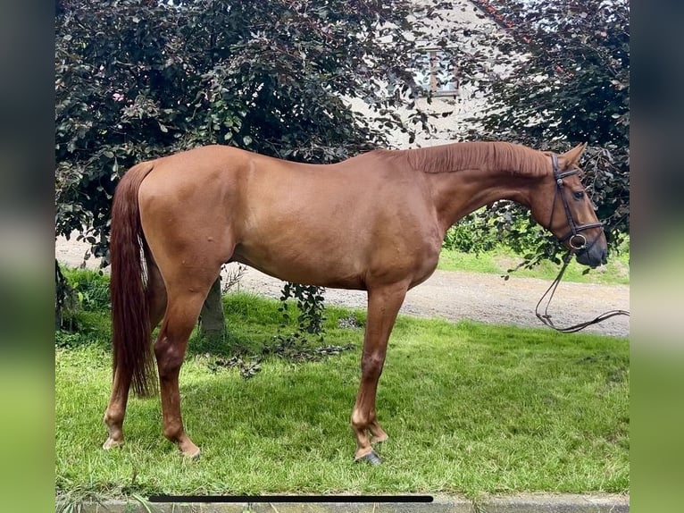 Oldenburger Wallach 4 Jahre 167 cm Fuchs in Meinerzhagen