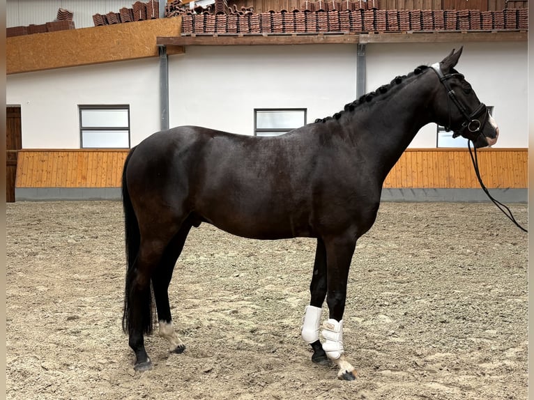 Oldenburger Wallach 4 Jahre 167 cm Rappe in Kirchlengern