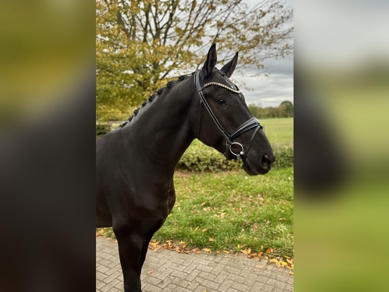 Oldenburger Wallach 4 Jahre 167 cm Rappe in M&#xFC;nster