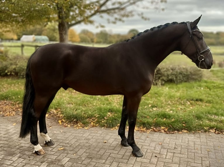 Oldenburger Wallach 4 Jahre 167 cm Rappe in M&#xFC;nster