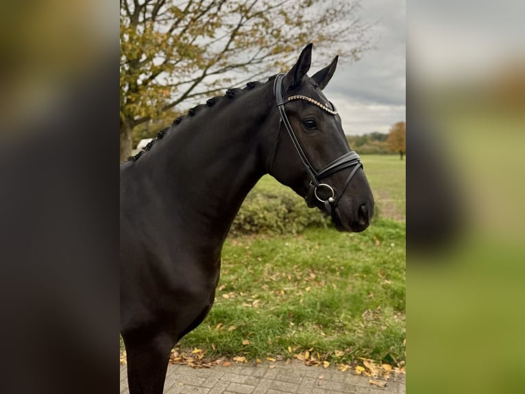 Oldenburger Wallach 4 Jahre 167 cm Rappe in M&#xFC;nster